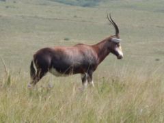 Blesbok.JPG