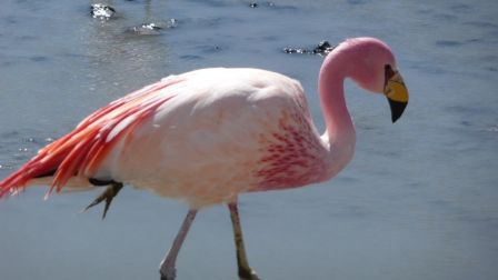 Flamand_rose_1.JPG