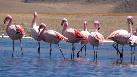 Flamands_roses_2.JPG