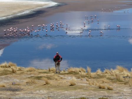 Observation_flamands_roses.JPG