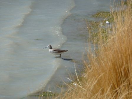 Oiseau_Uyuni.JPG