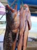 Poissons.jpg
